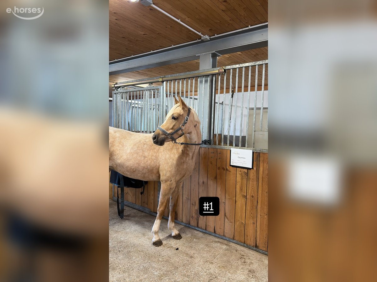 Deutsches Reitpony, Stute in Kempten