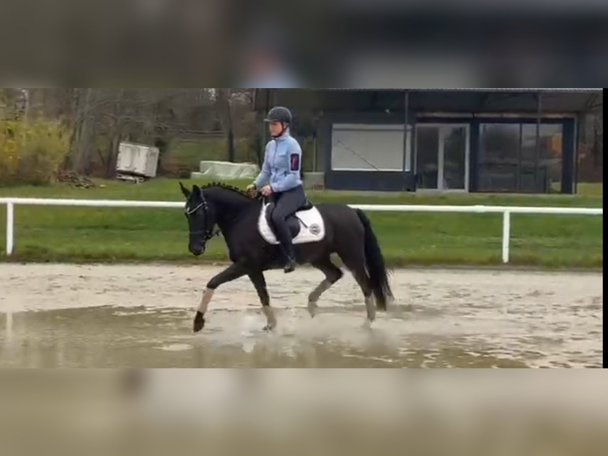 Deutsches Reitpony Stute 4 Jahre 145 cm Rappe in Haren