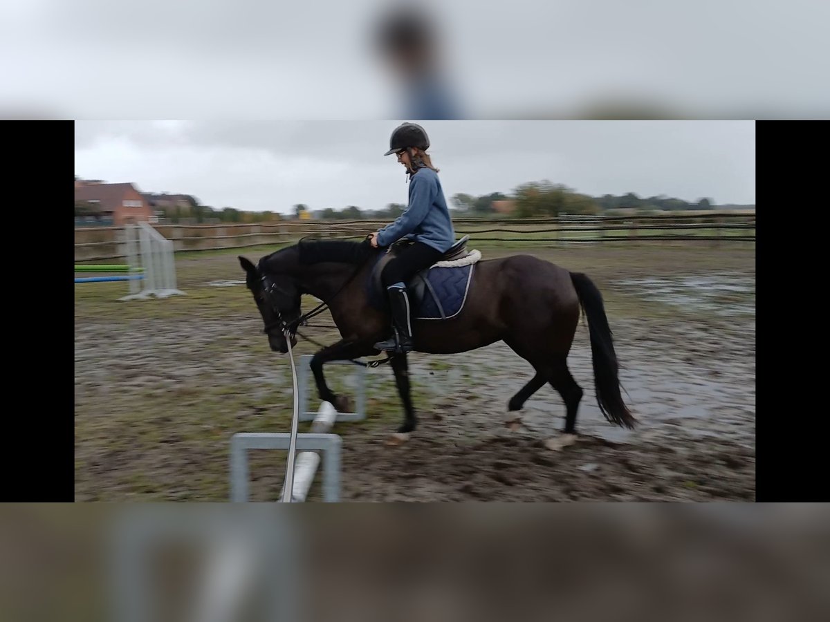 Deutsches Reitpony Stute 4 Jahre 145 cm Rappe in Haren Deutsches Reitpony Stute 4 Jahre 145 cm Rappe in Haren
