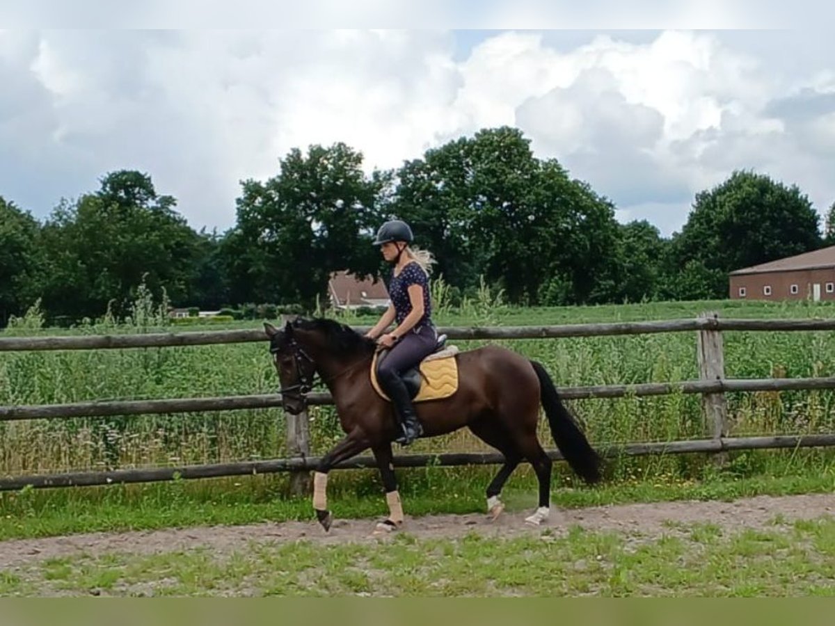 Deutsches Reitpony Stute 4 Jahre 145 cm Rappe in Haren