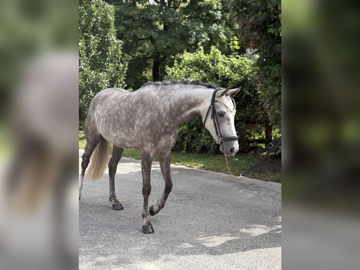 Deutsches Reitpony Stute 4 Jahre 145 cm Schimmel in Inning am Ammersee