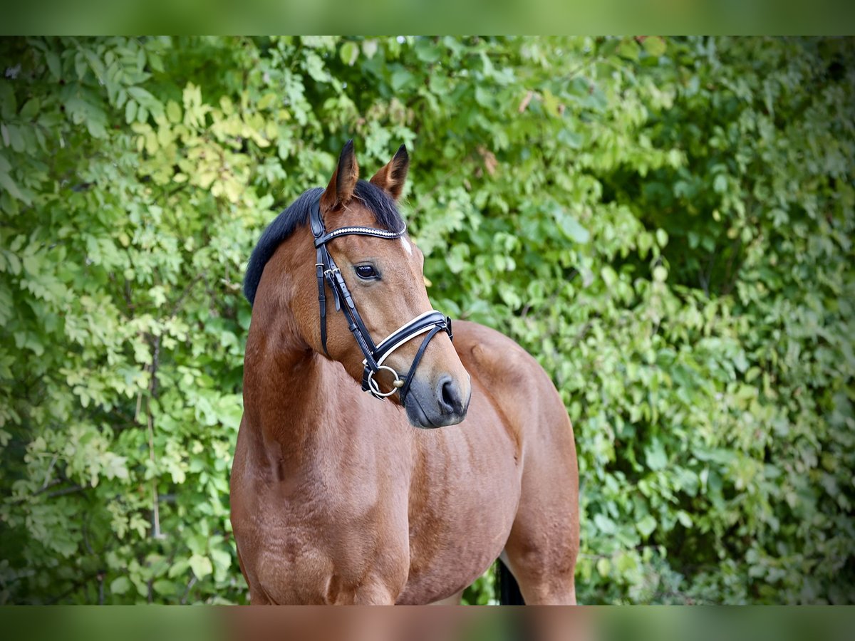 Deutsches Reitpony Stute 4 Jahre 146 cm Brauner in Windhagen