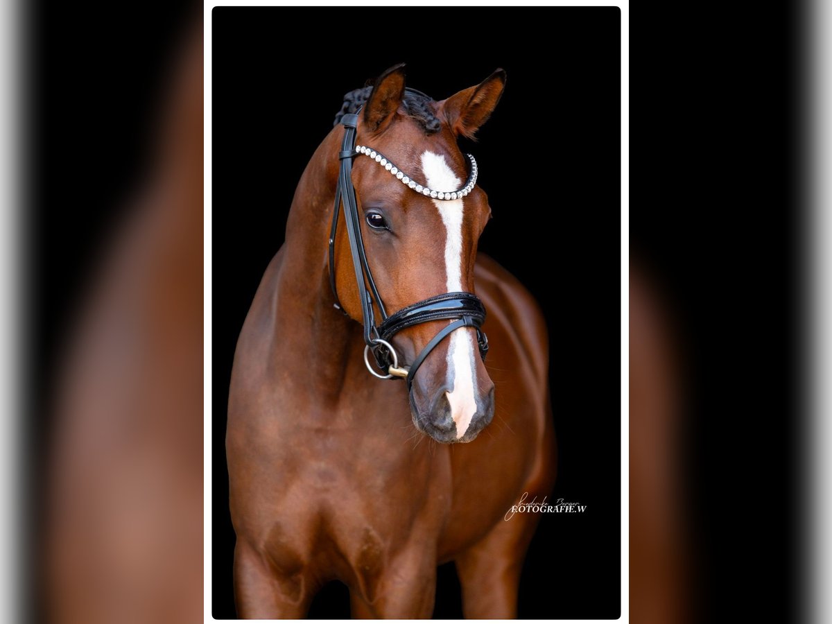 Deutsches Reitpony Stute 4 Jahre 146 cm Brauner in Siegenburg