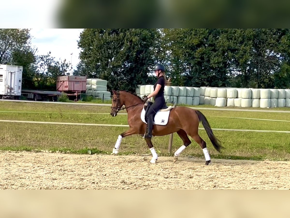 Deutsches Reitpony Stute 4 Jahre 146 cm Brauner in Saerbeck