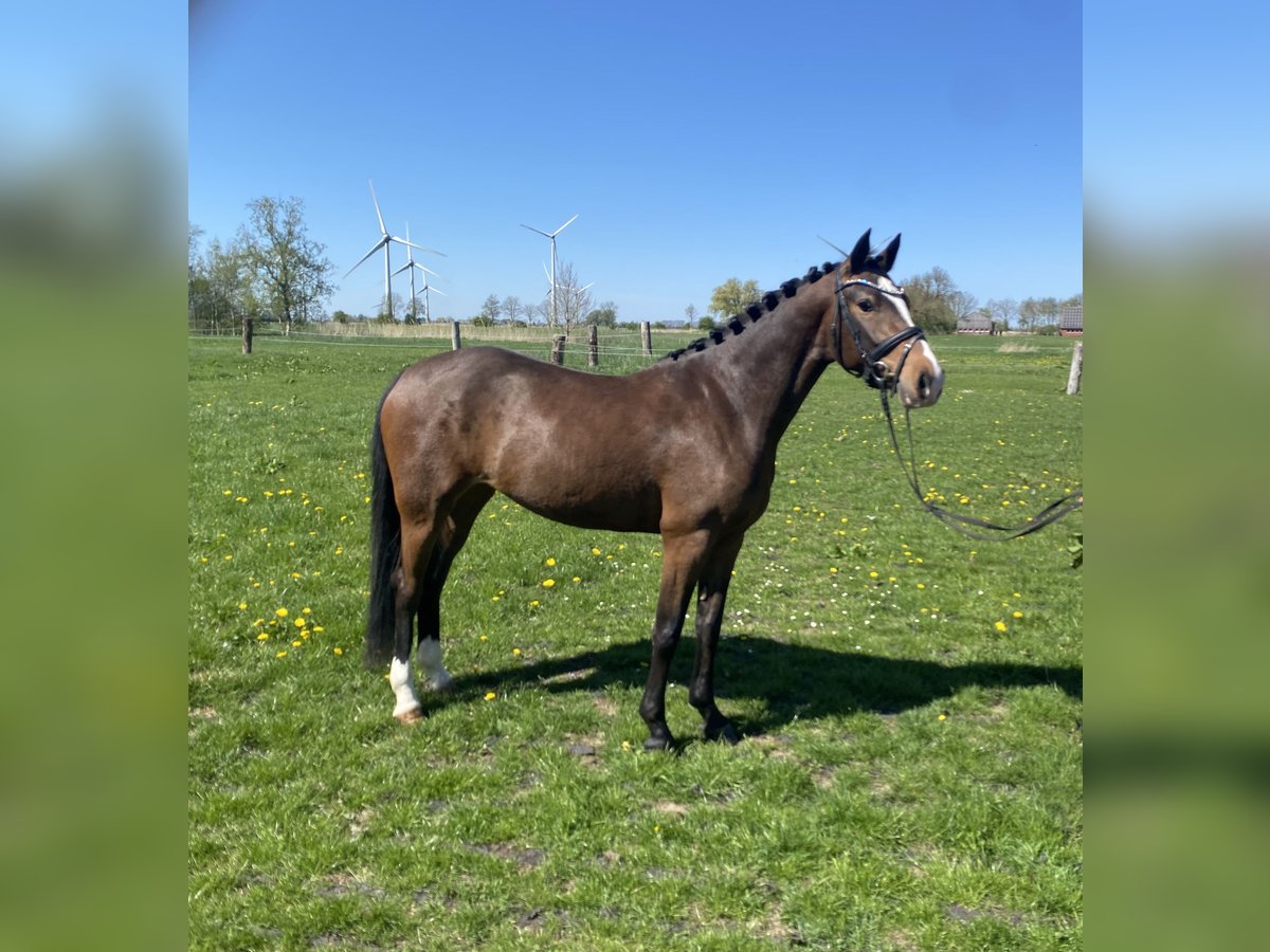 Deutsches Reitpony Stute 4 Jahre 146 cm Brauner in Wangerland HohenkirchenWangerland