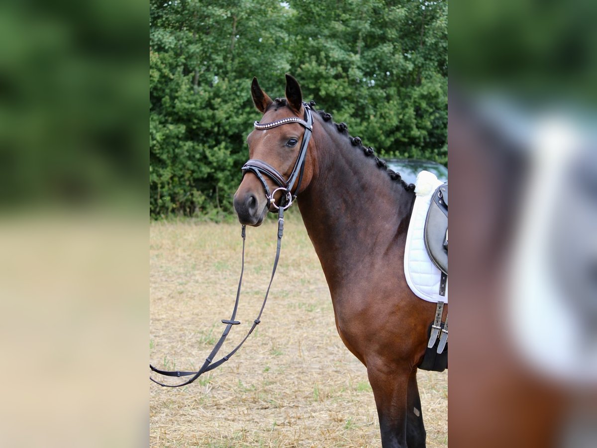 Deutsches Reitpony Stute 4 Jahre 146 cm Brauner in Stockelsdorf