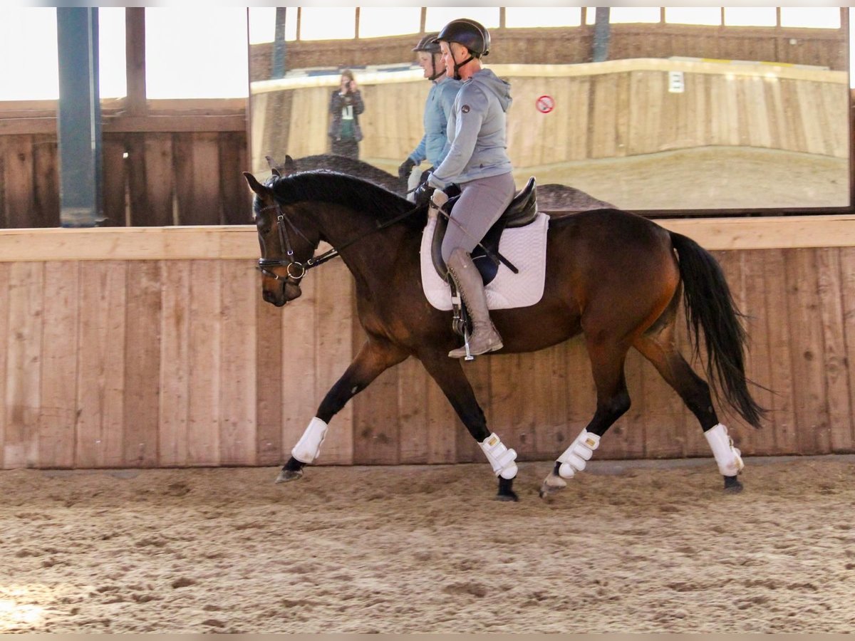 Deutsches Reitpony Stute 4 Jahre 146 cm Brauner in Stockelsdorf