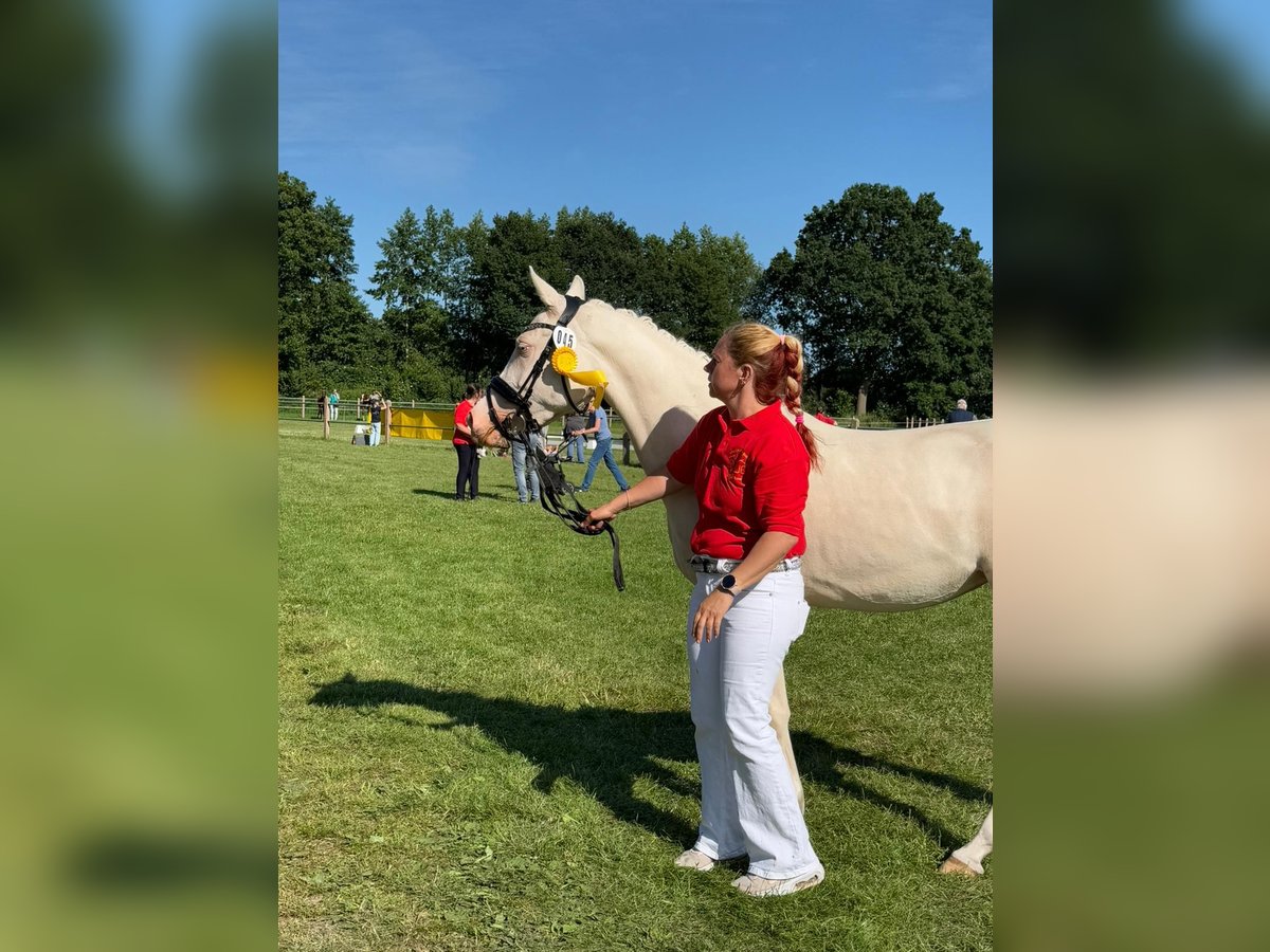 Deutsches Reitpony Stute 4 Jahre 146 cm Cremello in Leer (Ostfriesland)
