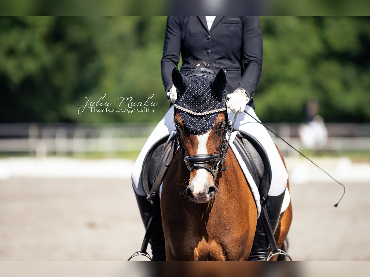 Deutsches Reitpony Stute 4 Jahre 146 cm Dunkelbrauner in Kleinostheim