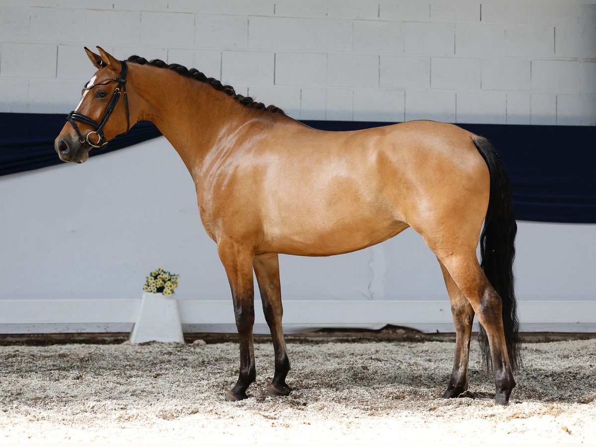 Deutsches Reitpony Stute 4 Jahre 146 cm Falbe in Marsberg
