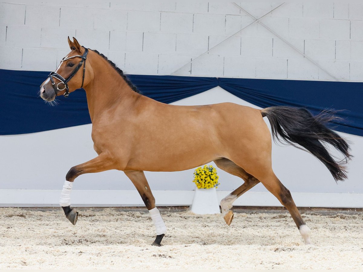 Deutsches Reitpony Stute 4 Jahre 146 cm Falbe in Marsberg