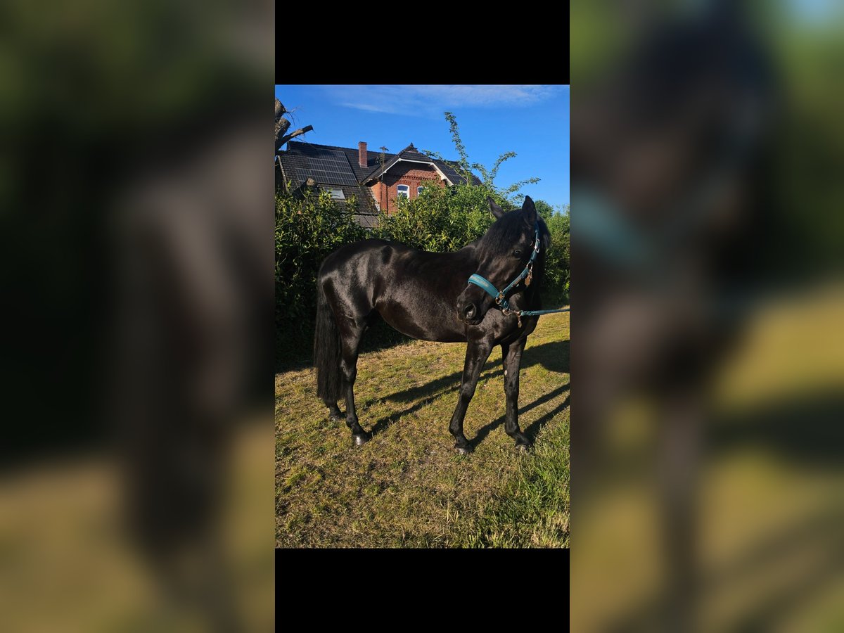 Deutsches Reitpony Stute 4 Jahre 146 cm Rappe in Twistringen