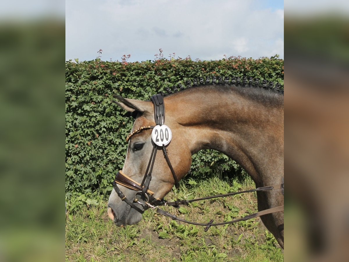 Deutsches Reitpony Stute 4 Jahre 146 cm Schimmel in Todenb&#xFC;ttel
