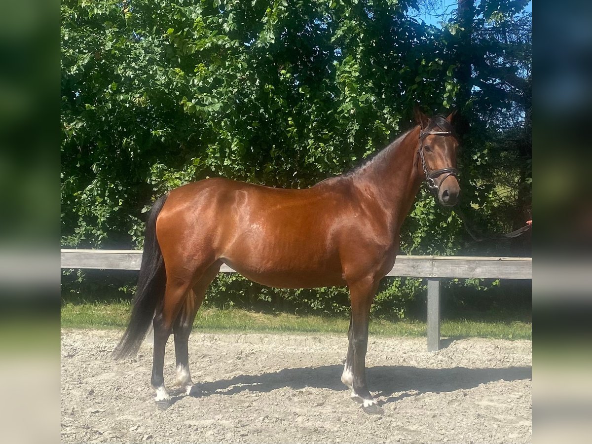 Deutsches Reitpony Stute 4 Jahre 147 cm Brauner in S&#xFC;derl&#xFC;gum