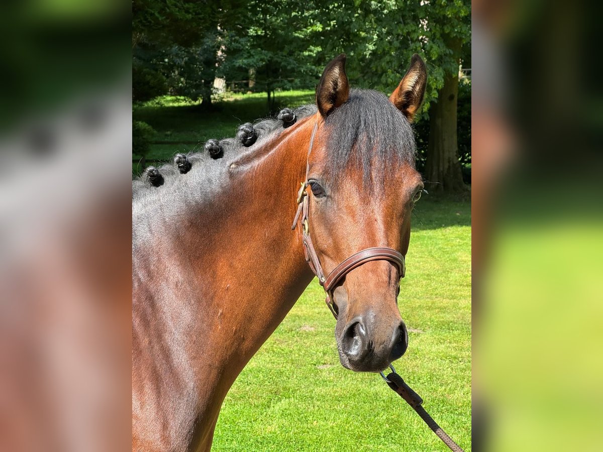 Deutsches Reitpony Stute 4 Jahre 147 cm Brauner in Seevetal