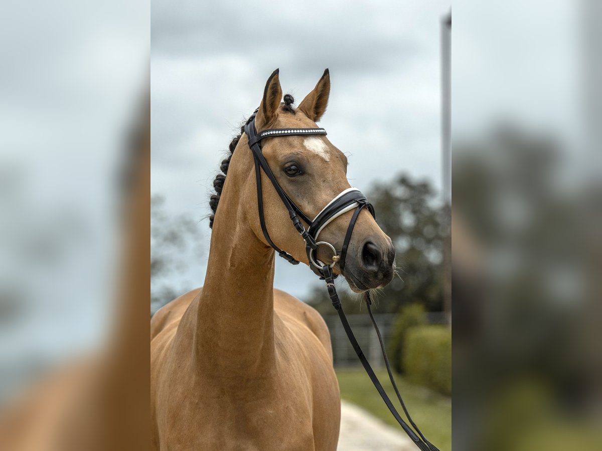 Deutsches Reitpony Stute 4 Jahre 147 cm Buckskin in Gomadingen