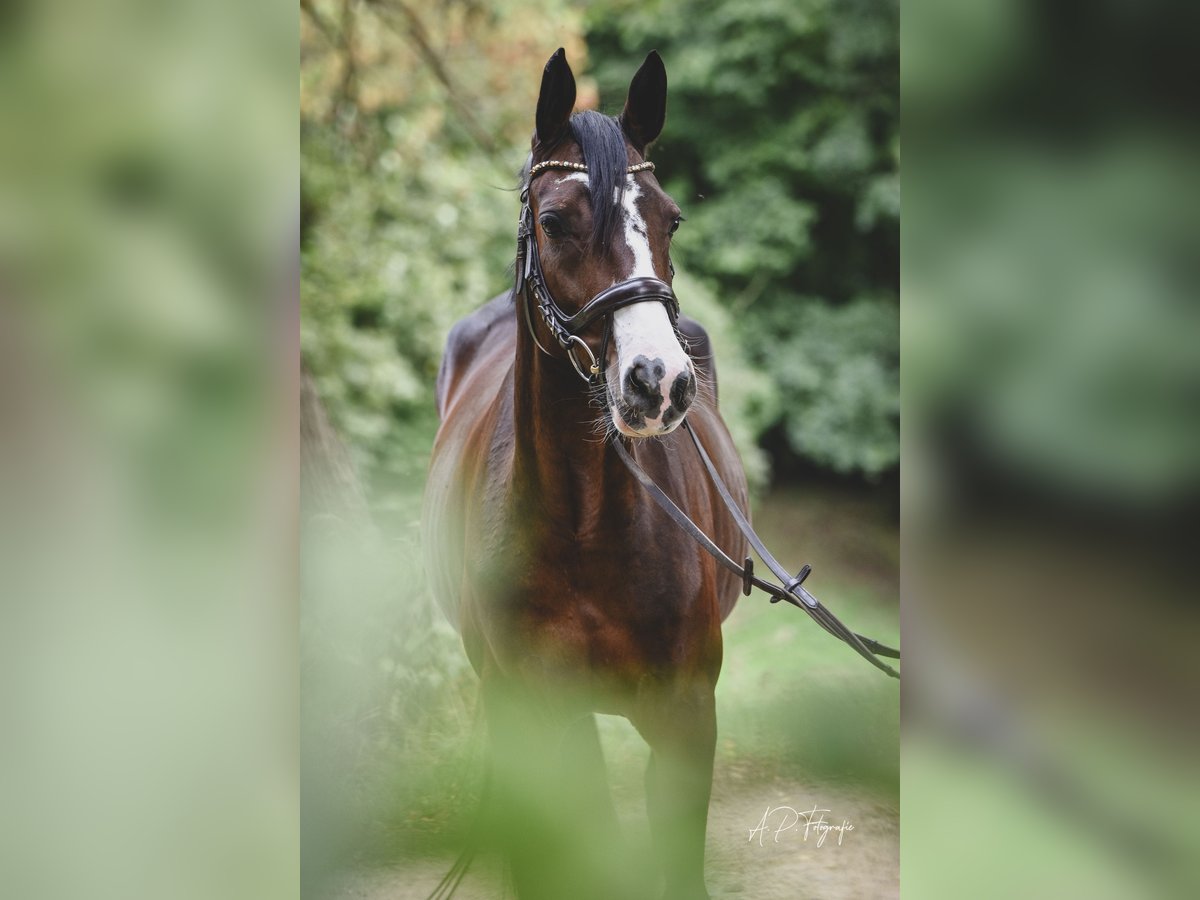 Deutsches Reitpony Stute 4 Jahre 147 cm Dunkelbrauner in M&#xF6;nchengladbach