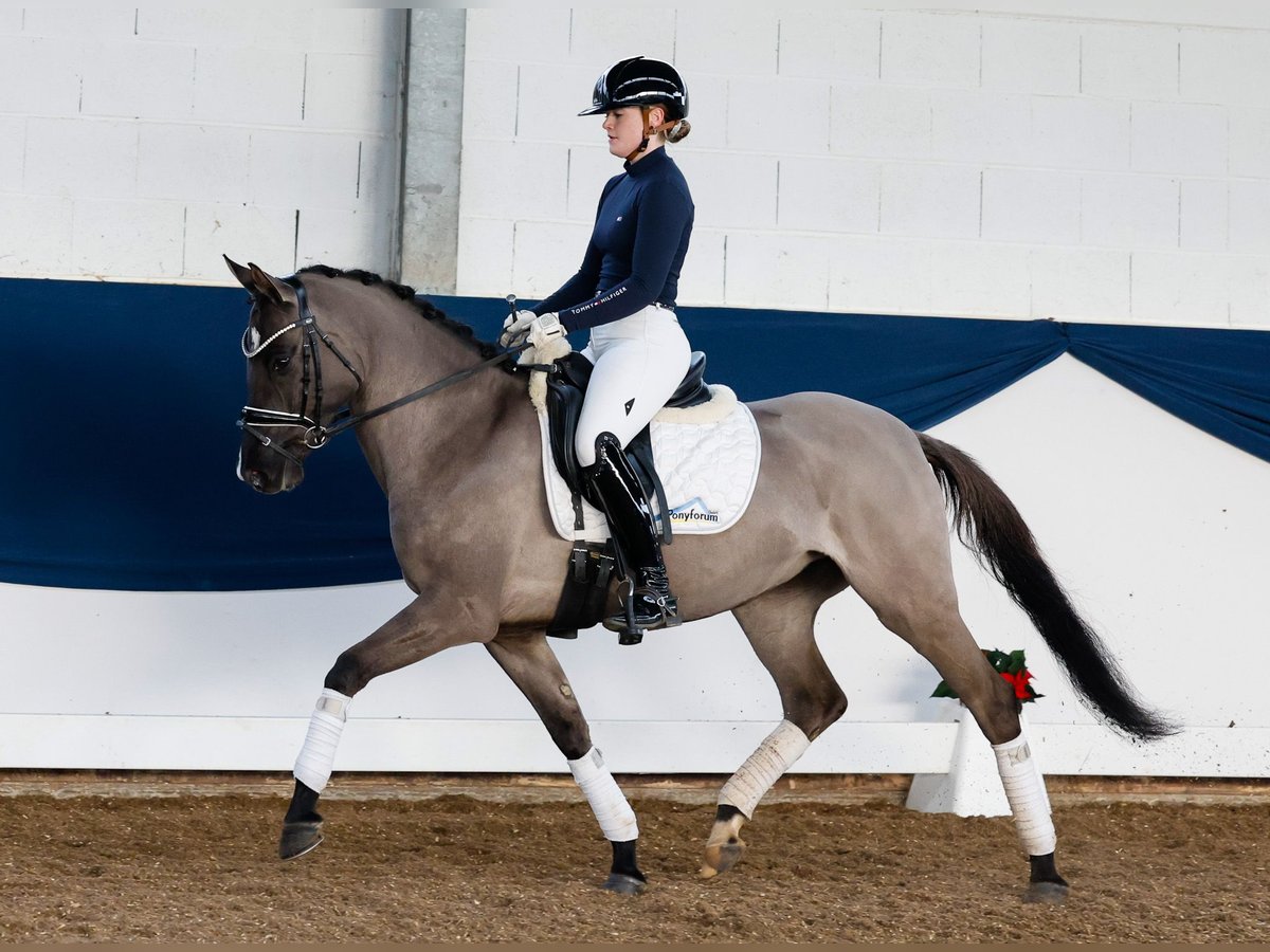 Deutsches Reitpony Stute 4 Jahre 147 cm Falbe in Marsberg