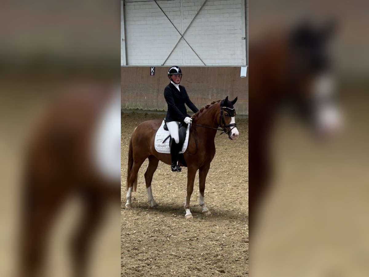 Deutsches Reitpony Stute 4 Jahre 147 cm Fuchs in J&#xFC;chen