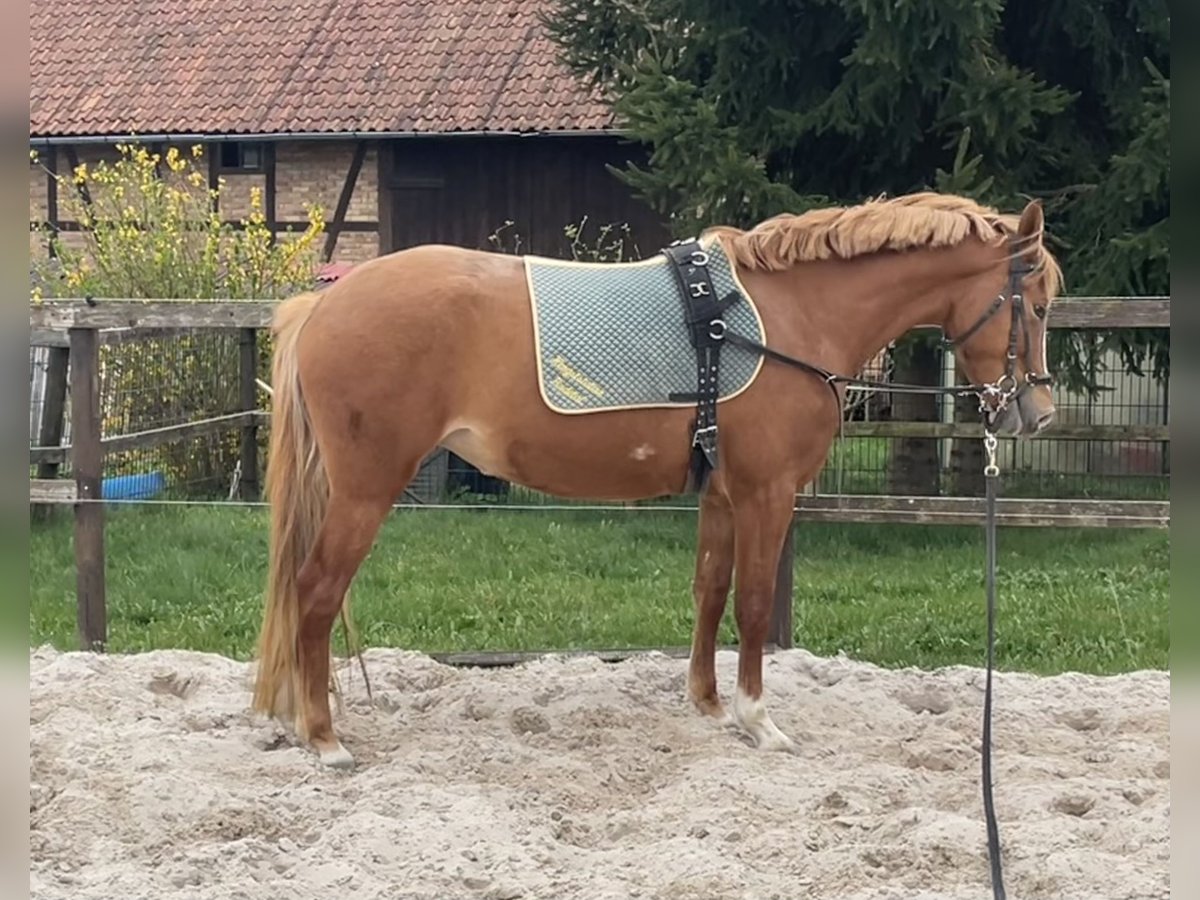 Deutsches Reitpony Stute 4 Jahre 147 cm Fuchs in Wallrode