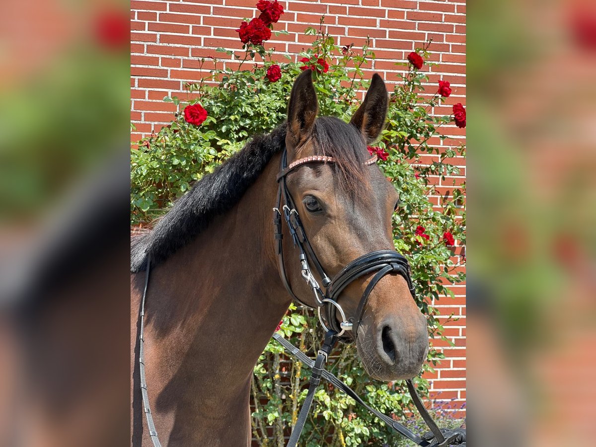 Deutsches Reitpony Stute 4 Jahre 147 cm Schwarzbrauner in Hollenstedt