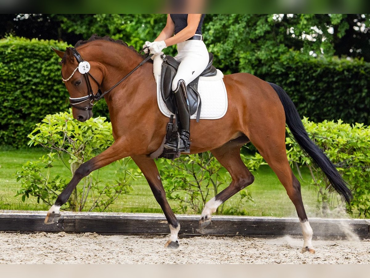 Deutsches Reitpony Stute 4 Jahre 148 cm Brauner in Ansbach Deutsches Reitpony Stute 4 Jahre 148 cm Brauner in Ansbach