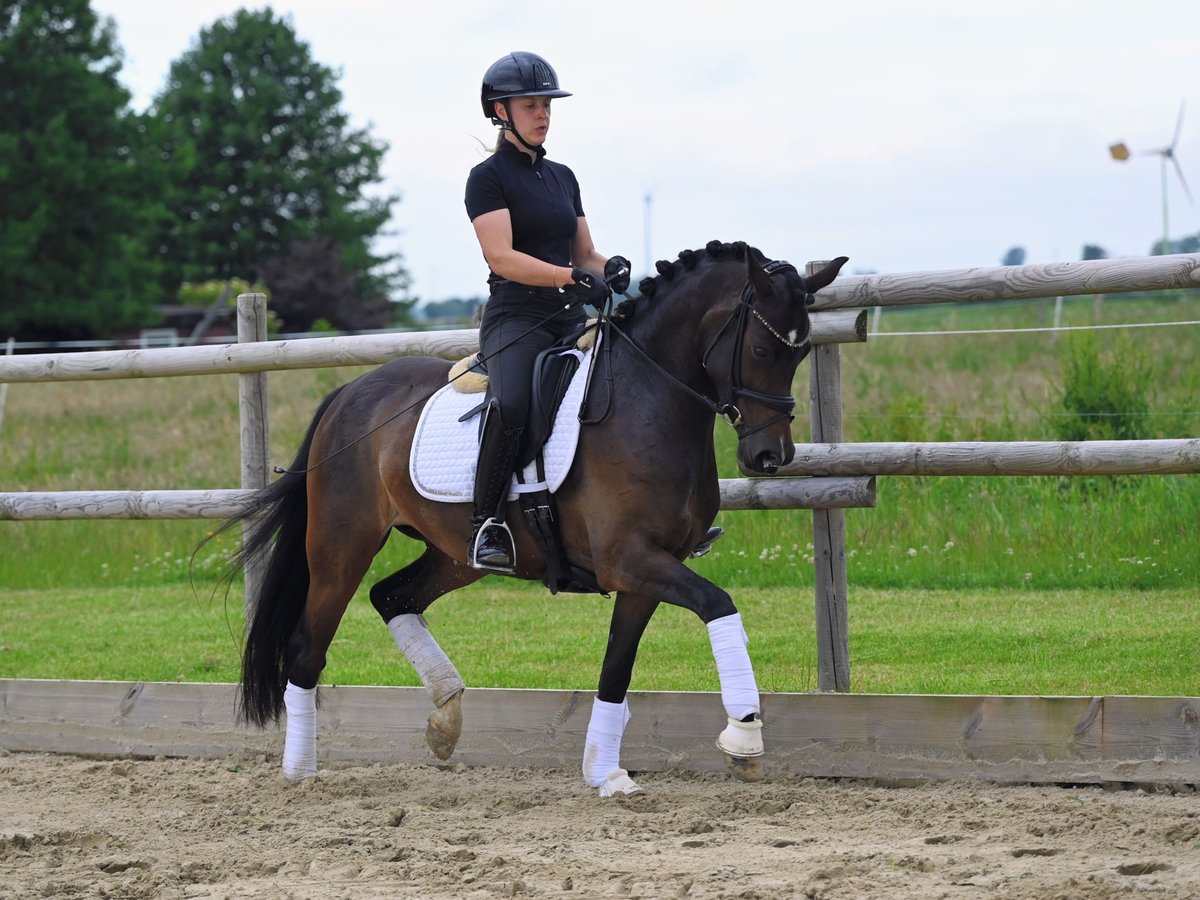 Deutsches Reitpony, Stute in Jever