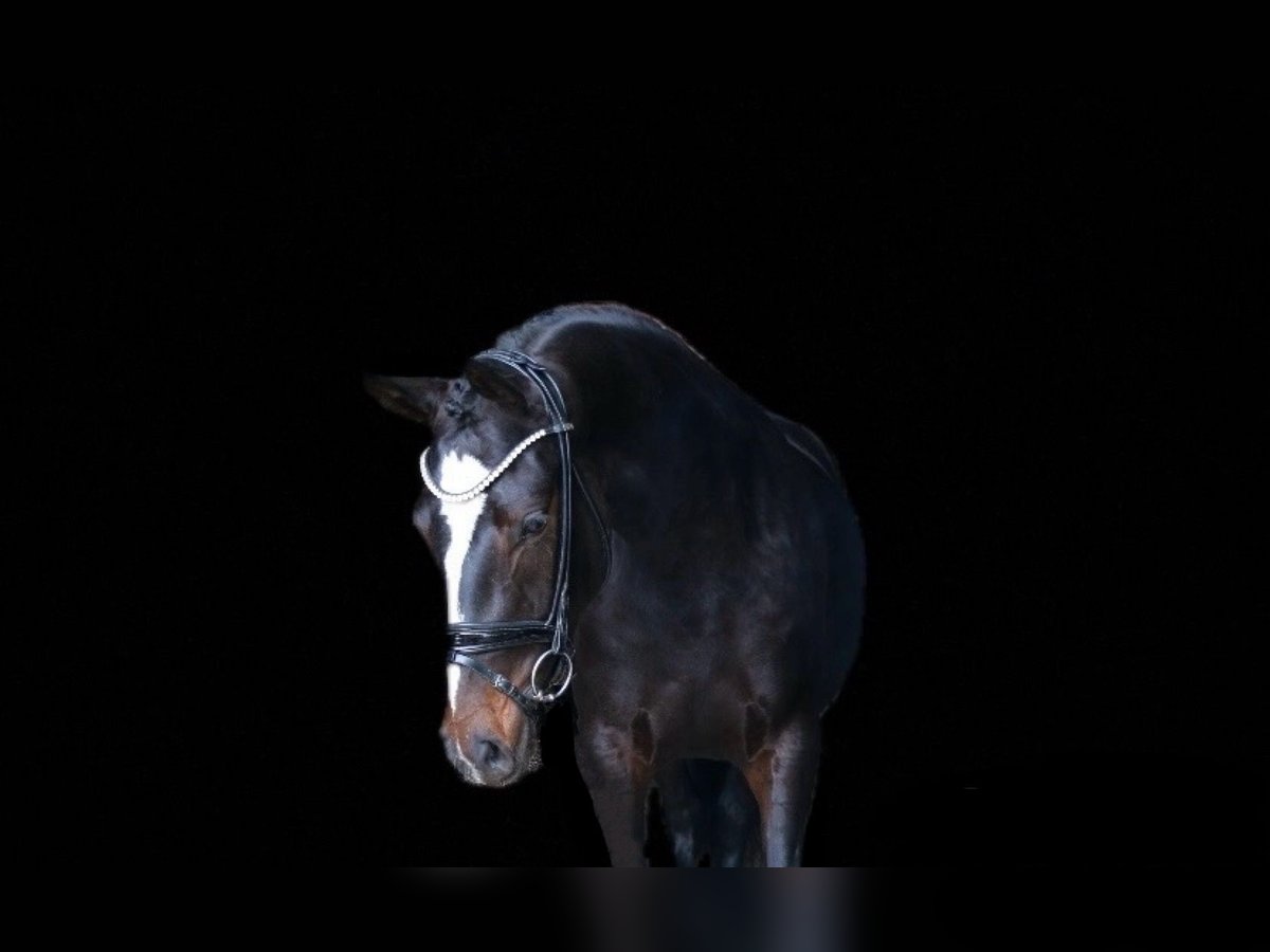 Deutsches Reitpony Stute 4 Jahre 148 cm Dunkelbrauner in Recke, bei Osnabrück