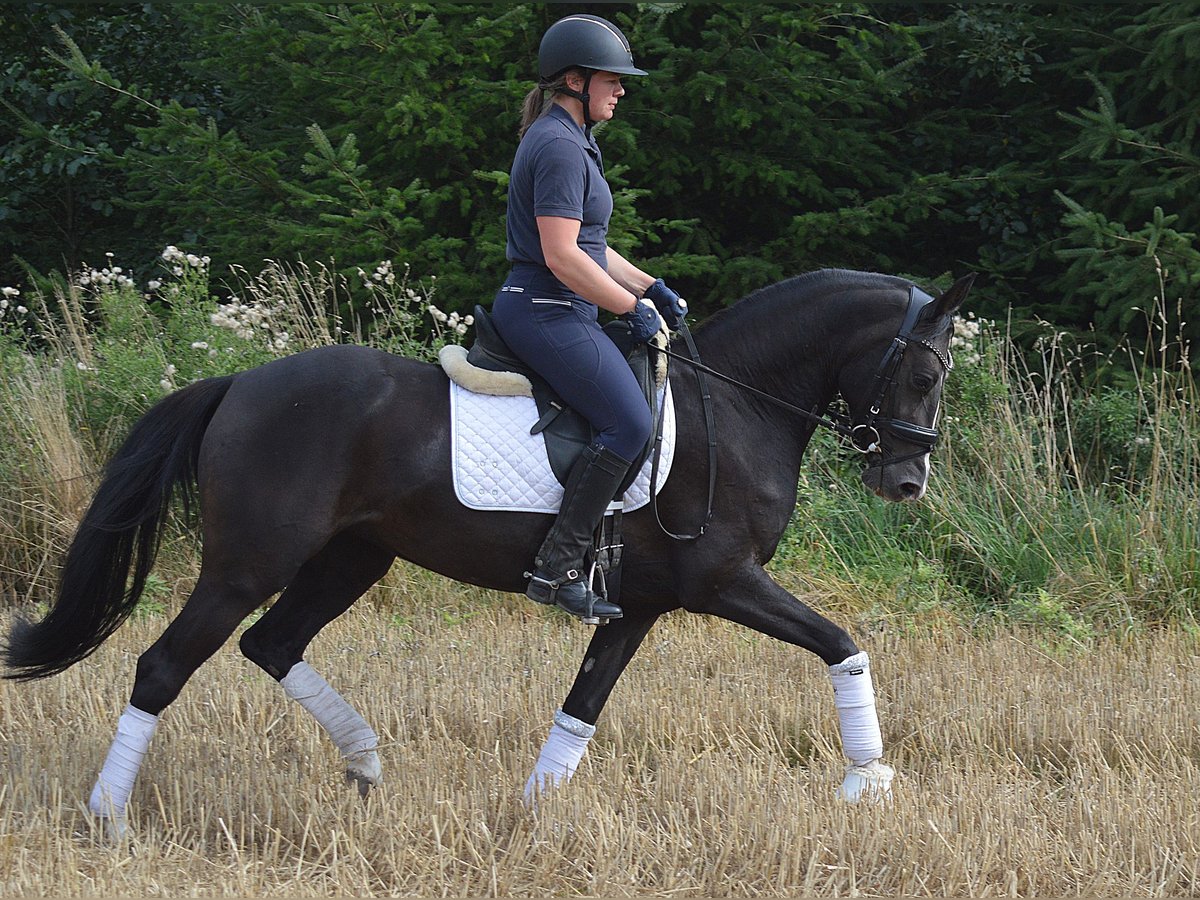 Deutsches Reitpony Stute 4 Jahre 148 cm Dunkelfuchs in Bassum