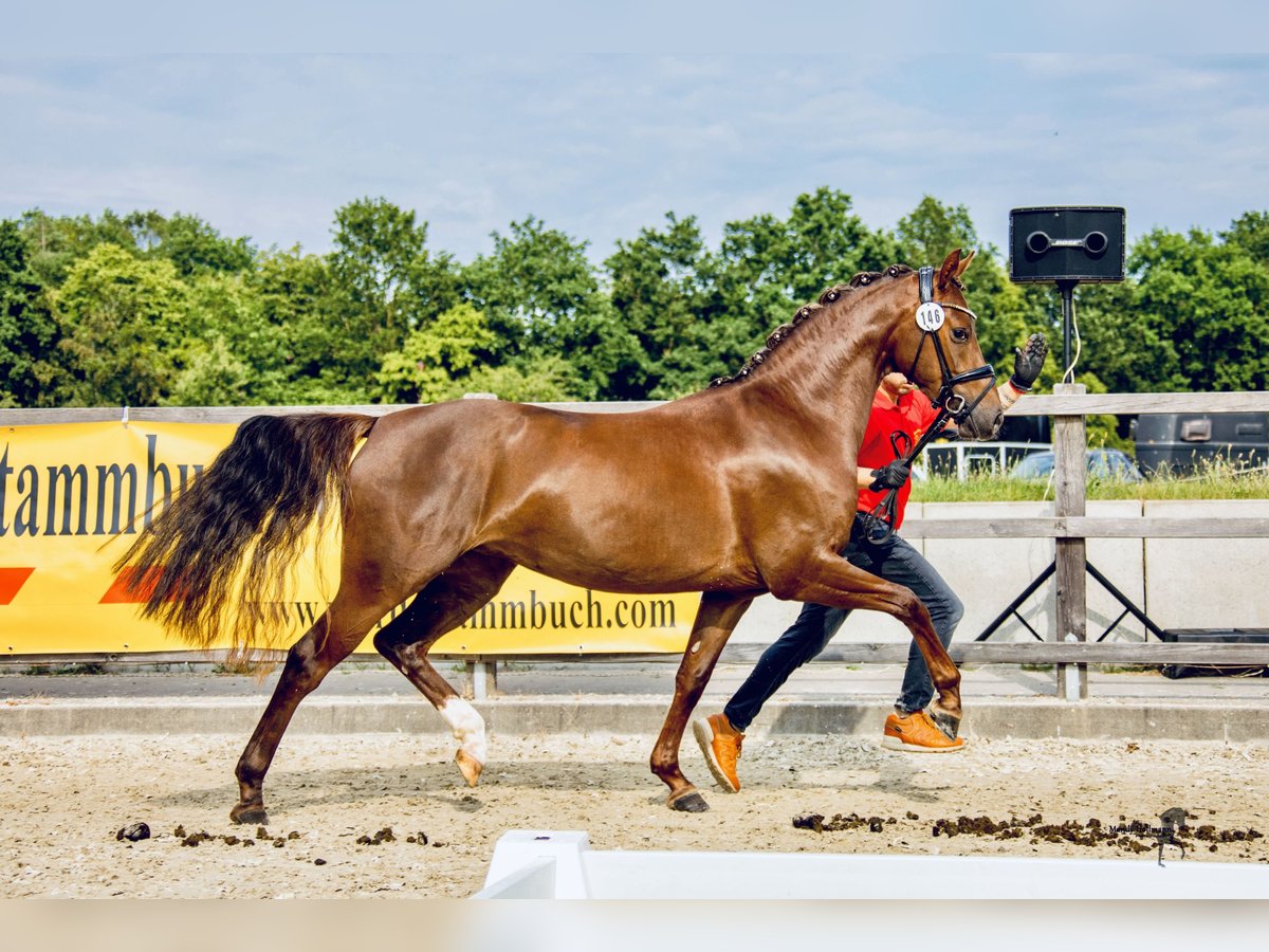 Deutsches Reitpony Stute 4 Jahre 148 cm Dunkelfuchs in Dötlingen