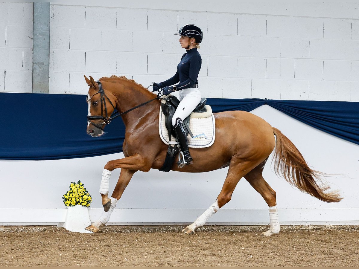 Deutsches Reitpony Stute 4 Jahre 148 cm Falbe in Marsberg