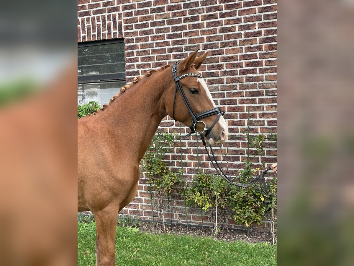 Deutsches Reitpony Stute 4 Jahre 148 cm Fuchs in Voerde
