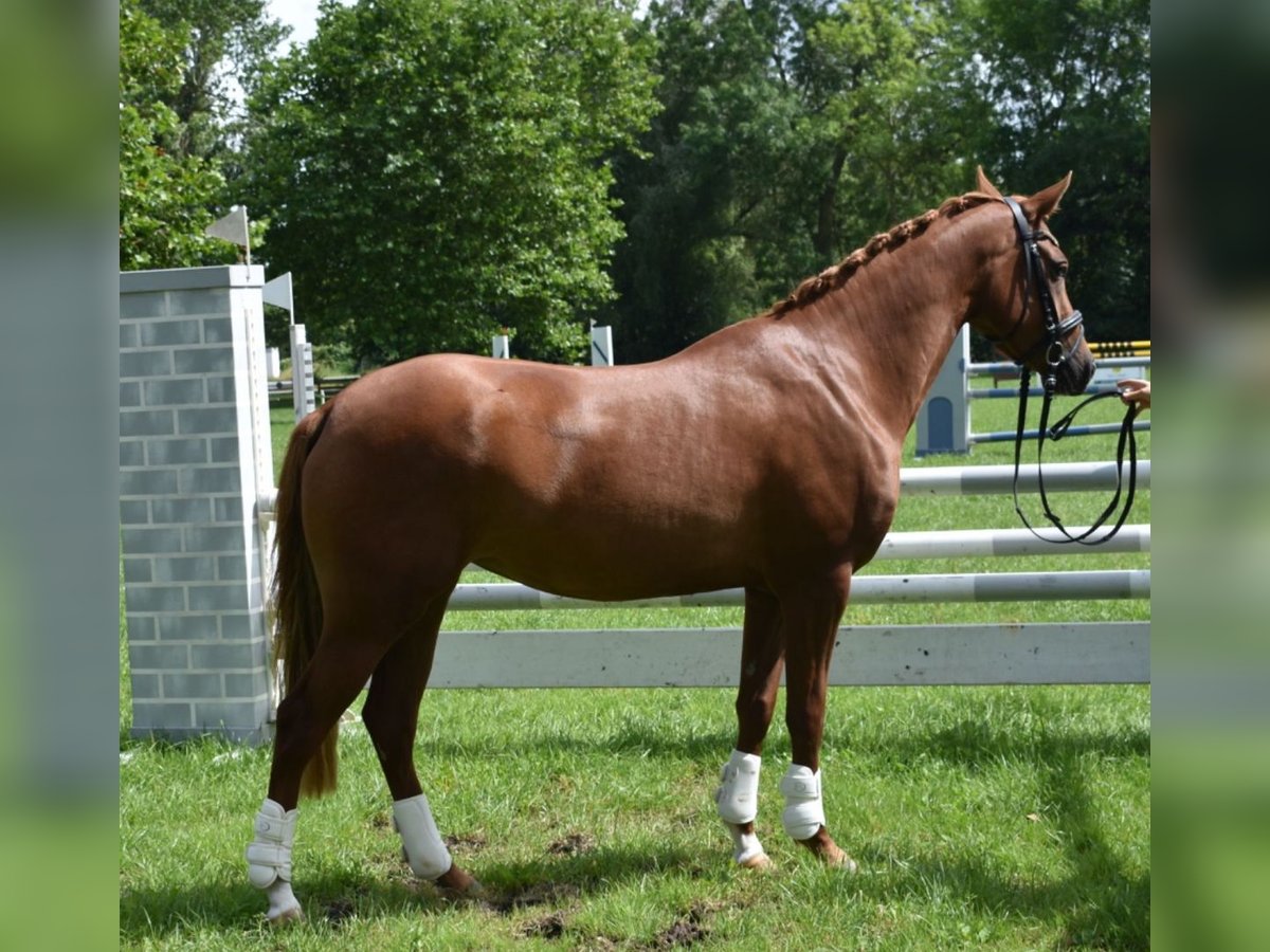 Deutsches Reitpony Stute 4 Jahre 148 cm Fuchs in Wurster Nordseek&#xFC;ste