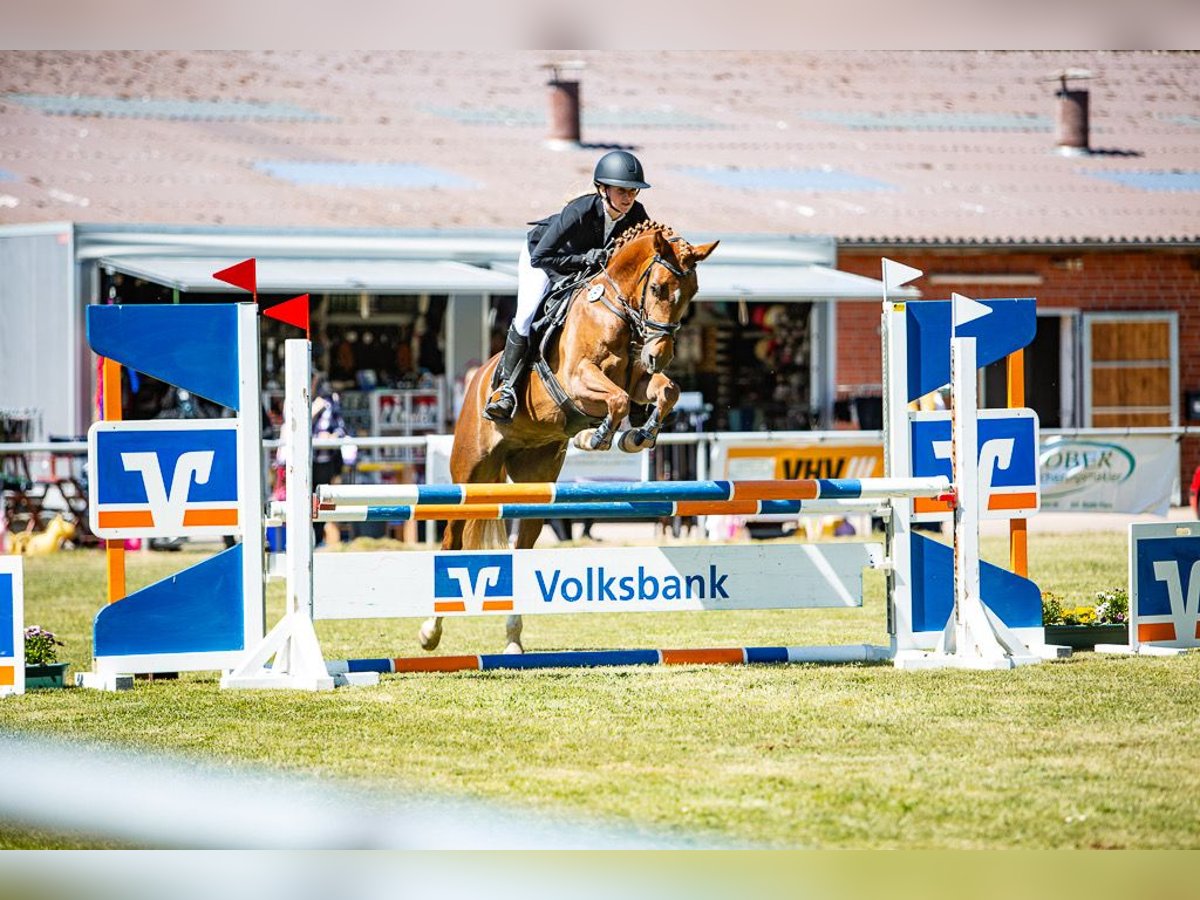 Deutsches Reitpony Stute 4 Jahre 148 cm Fuchs in Marklohe