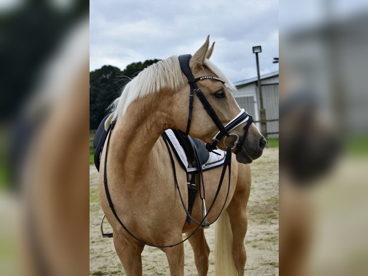 Deutsches Reitpony Stute 4 Jahre 148 cm Palomino in Kl&#xF6;tze