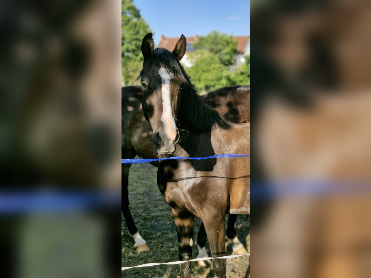 Deutsches Reitpony Stute 4 Jahre 148 cm Rappe in Schlagenthin