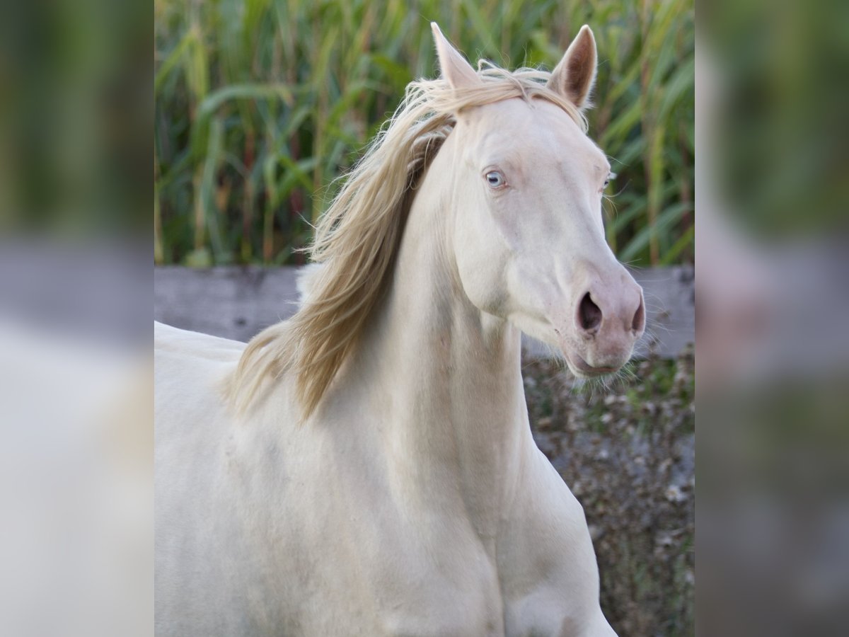Deutsches Reitpony Stute 4 Jahre 149 cm in Nersingen