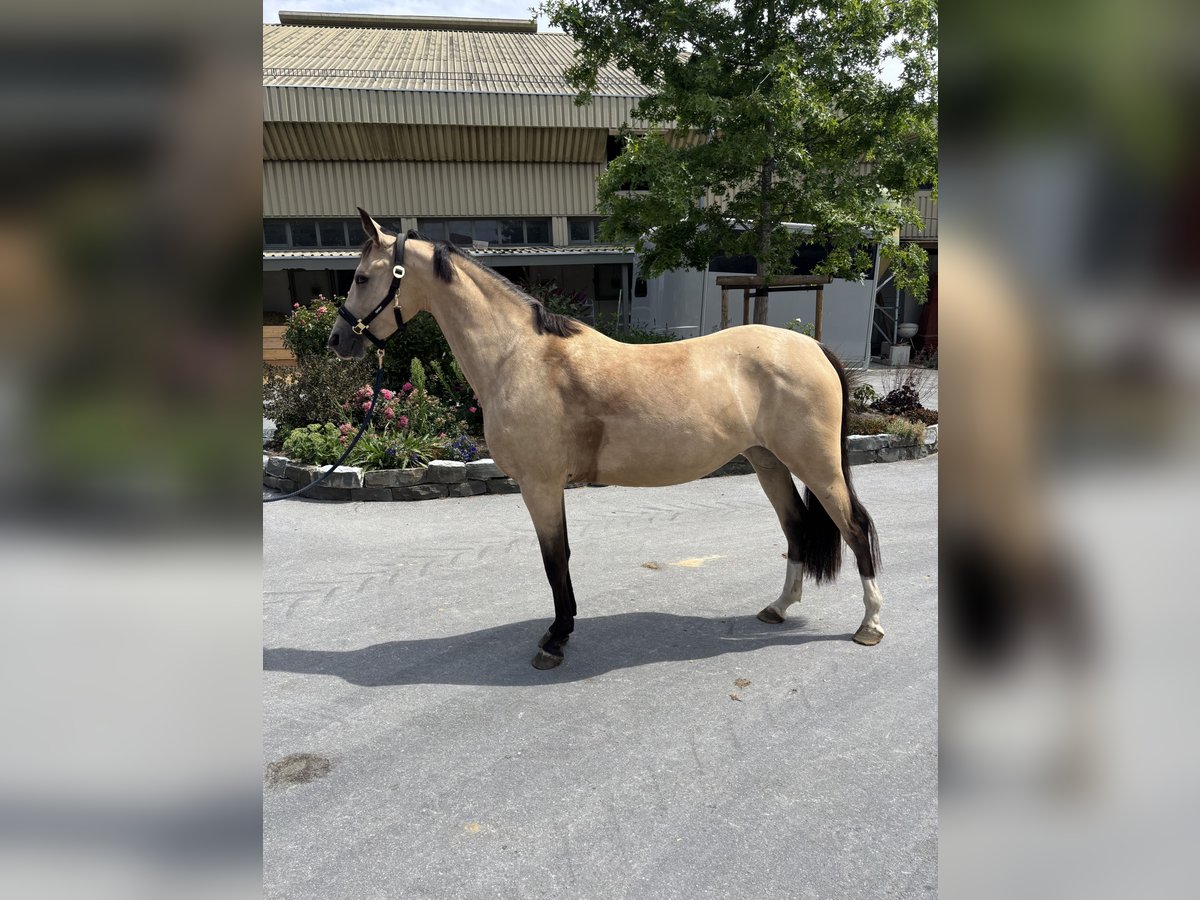 Deutsches Reitpony Stute 4 Jahre 149 cm Falbe in Lippetal