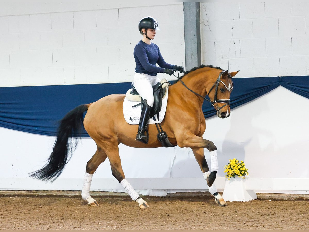 Deutsches Reitpony Stute 4 Jahre 150 cm Brauner in Marsberg