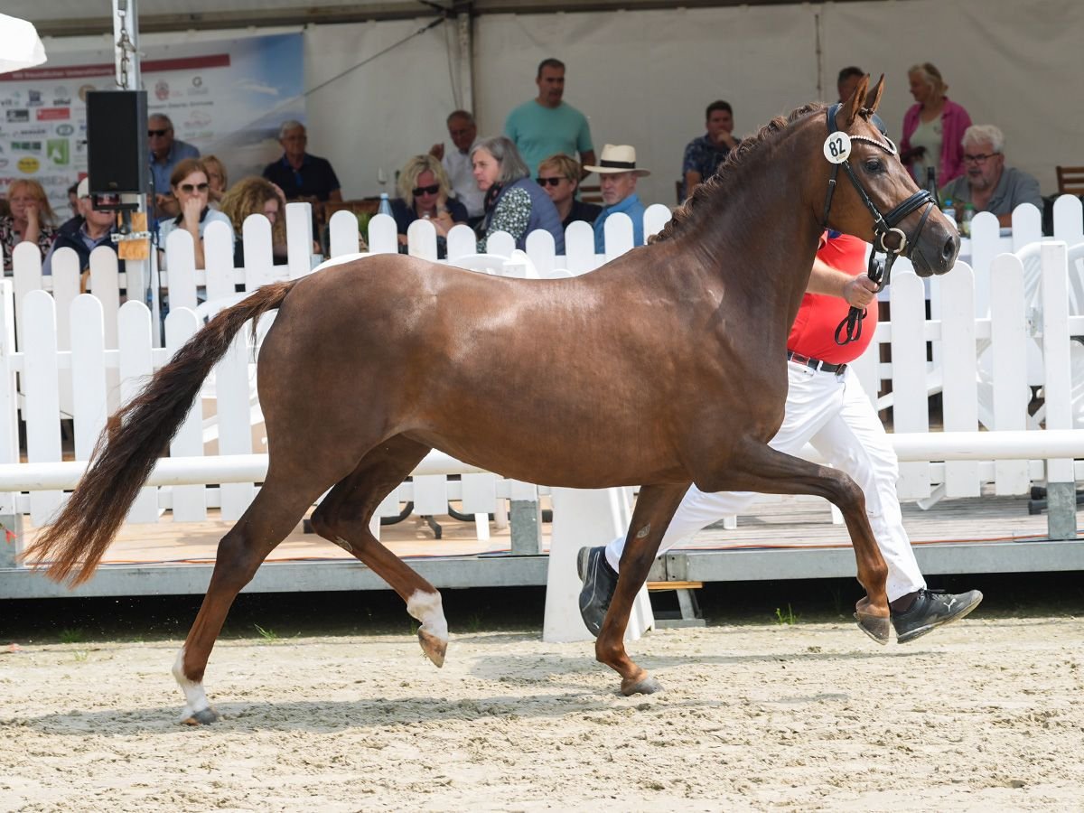 Deutsches Reitpony Stute 4 Jahre 150 cm Dunkelfuchs in Bedburg