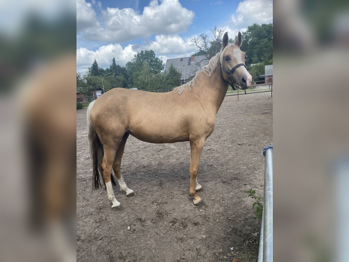 Deutsches Reitpony Stute 4 Jahre 150 cm Palomino in Bremerv&#xF6;rde