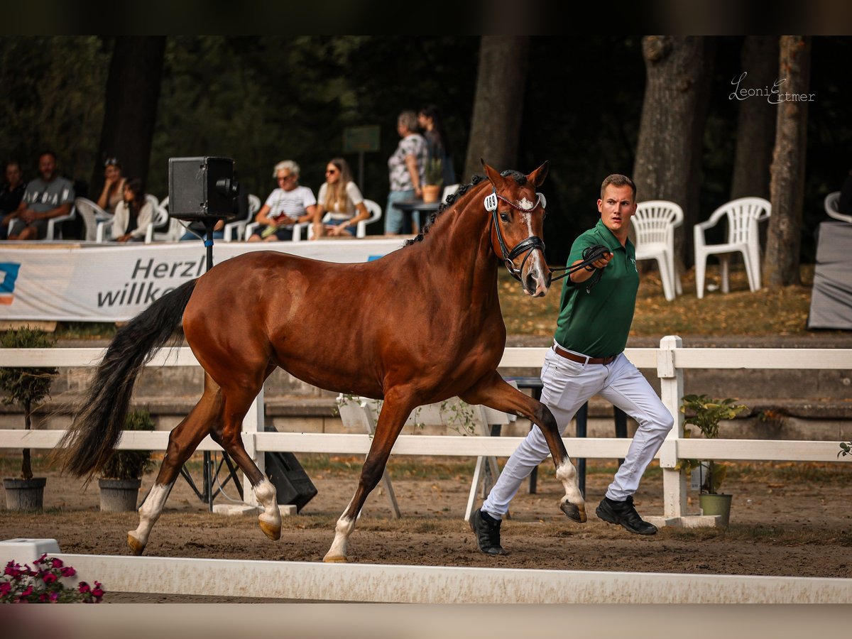 Deutsches Reitpony Stute 4 Jahre 152 cm Brauner in Vettwei&#xDF;