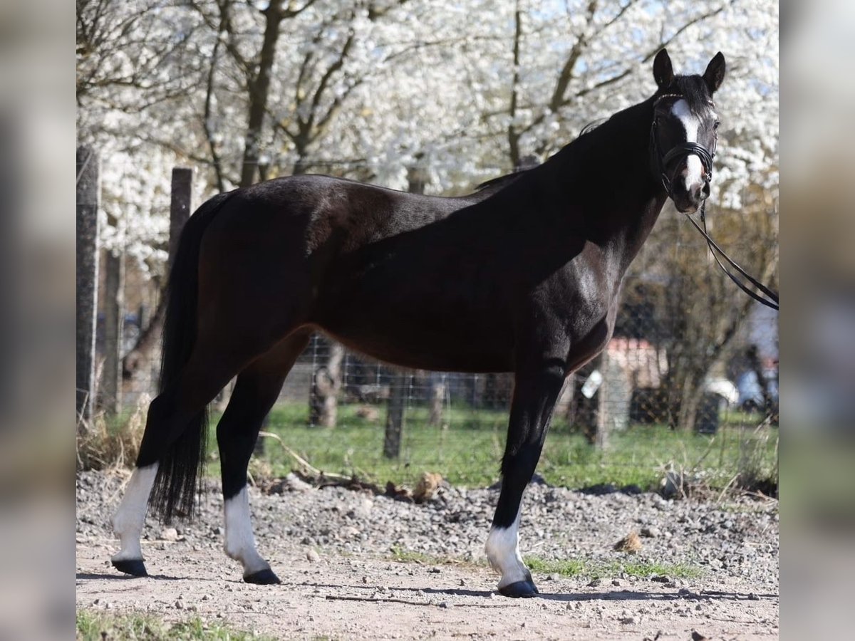 Deutsches Reitpony Stute 4 Jahre 152 cm Dunkelbrauner in Sangerhausen
