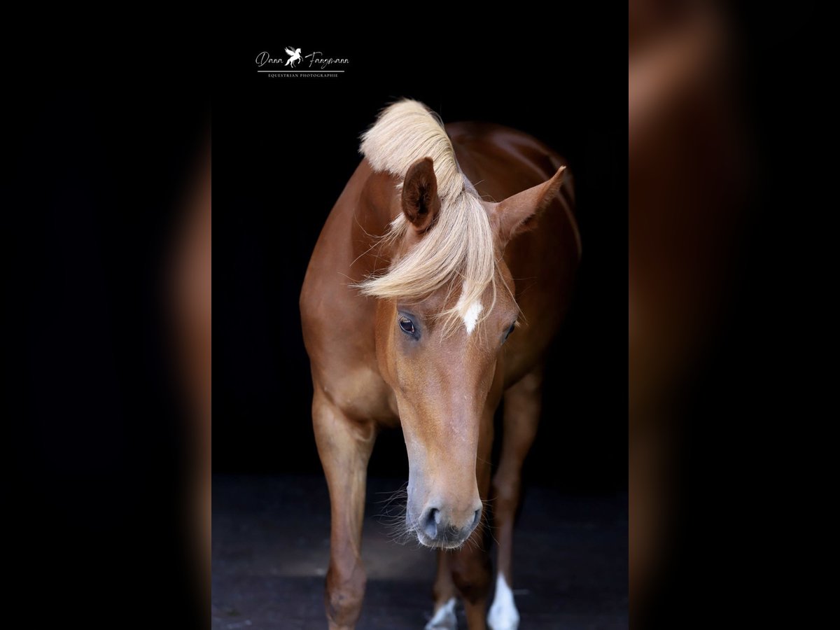 Deutsches Reitpony Stute 4 Jahre 152 cm Fuchs in Neuenkirchen-V&#xF6;rden