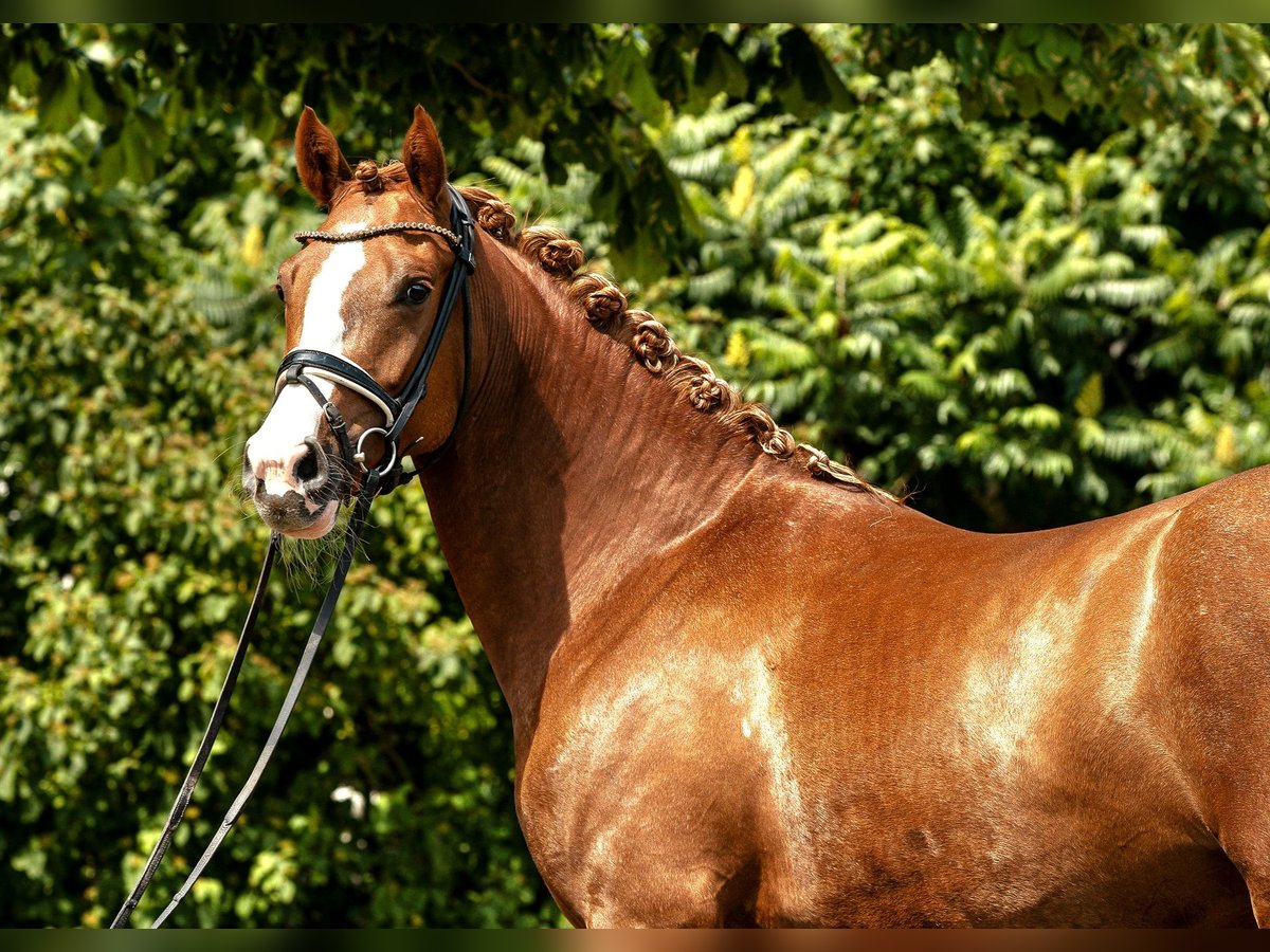 Deutsches Reitpony Stute 4 Jahre 152 cm Fuchs in Kamern