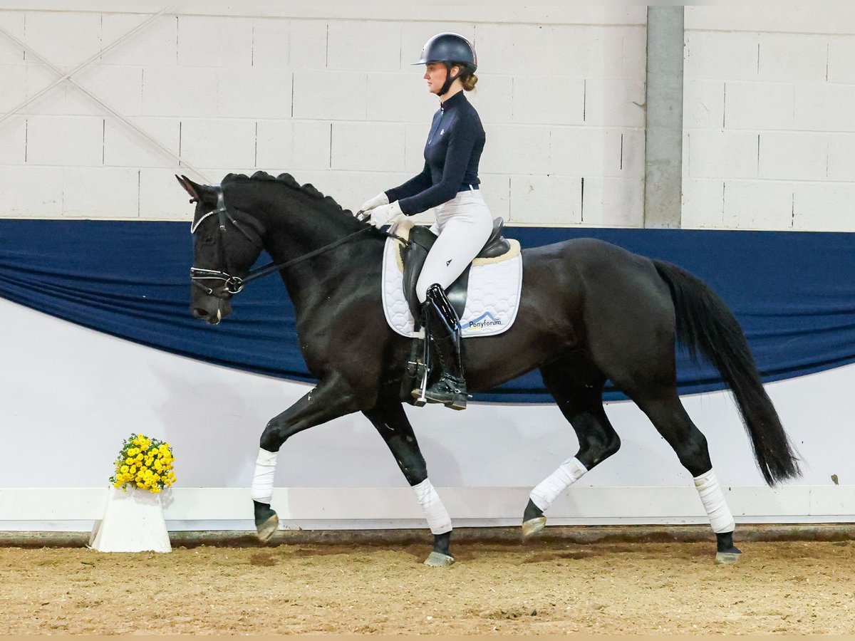 Deutsches Reitpony Stute 4 Jahre 156 cm Rappe in Marsberg