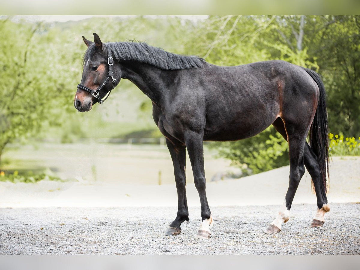 Deutsches Reitpony Stute 4 Jahre 160 cm Dunkelbrauner in Maulbronn