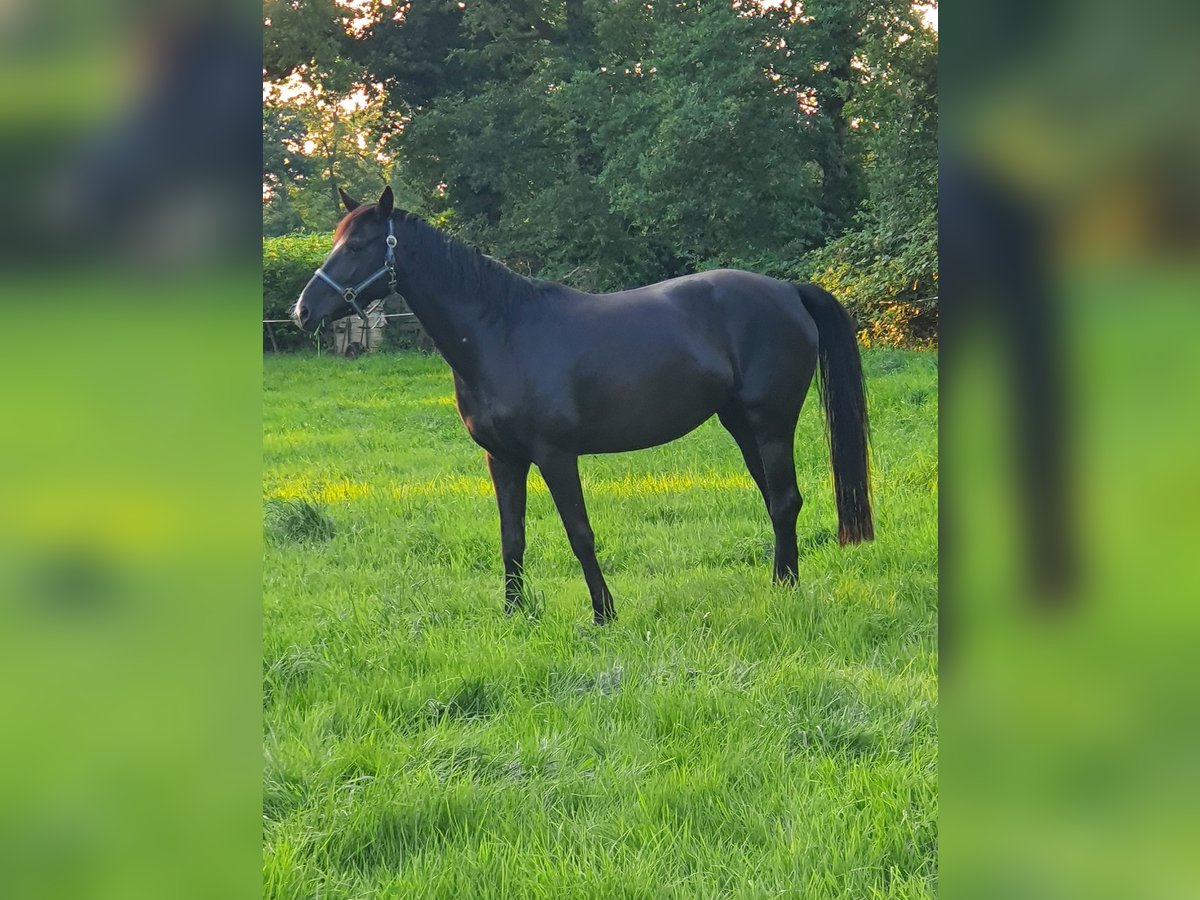 Deutsches Reitpony Mix Stute 4 Jahre 160 cm Rappe in Friedeburg Wiesedermeer