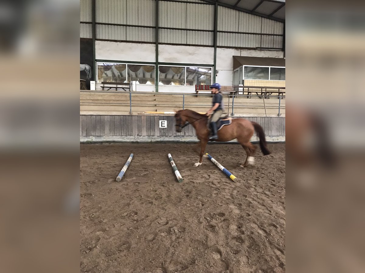 Deutsches Reitpony Stute 4 Jahre in Gie&#xDF;enGie&#xDF;en