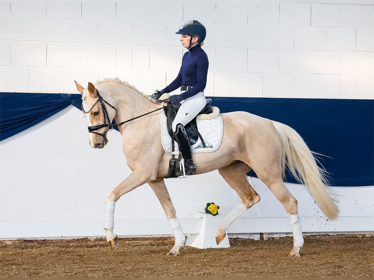 Deutsches Reitpony Stute 4 Jahre Palomino in Marsberg